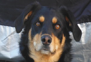 chiko 2013 (2)