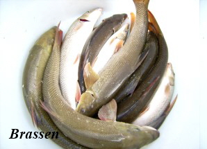 fisch