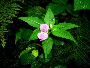 blume-7